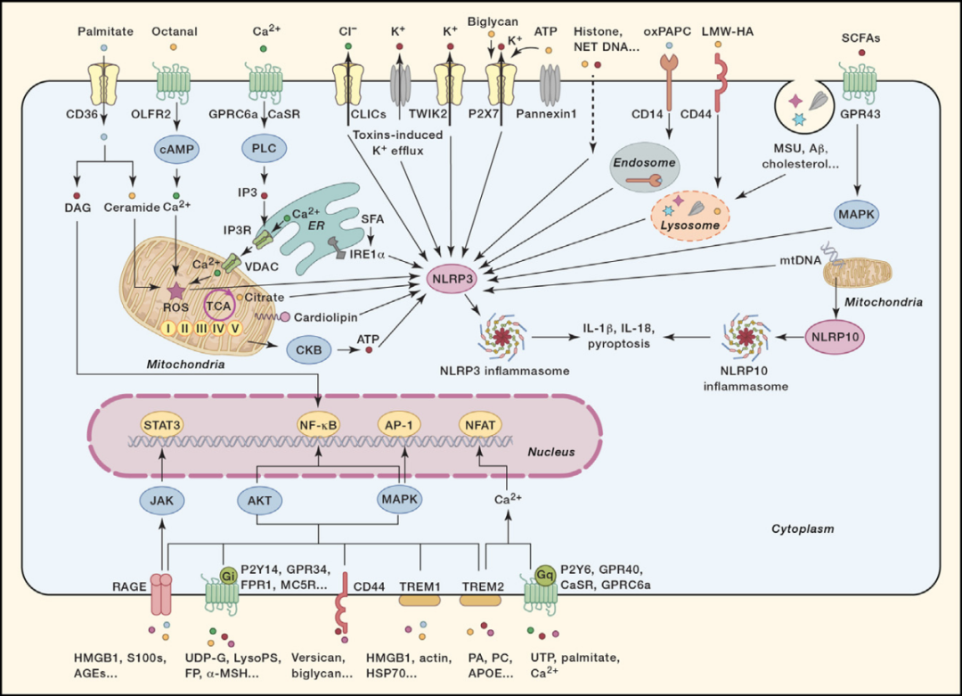Immunity：损伤相关分子模式（DAMPs）的分子特征和疾病机制