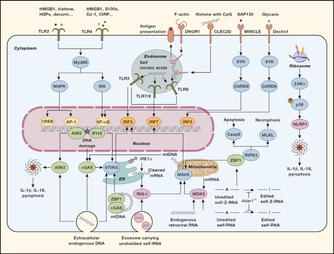 Immunity：损伤相关分子模式（DAMPs）的分子特征和疾病机制