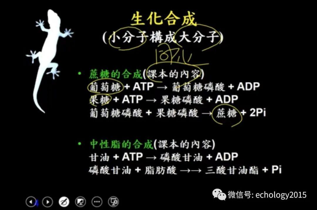 老师讲细胞呼吸