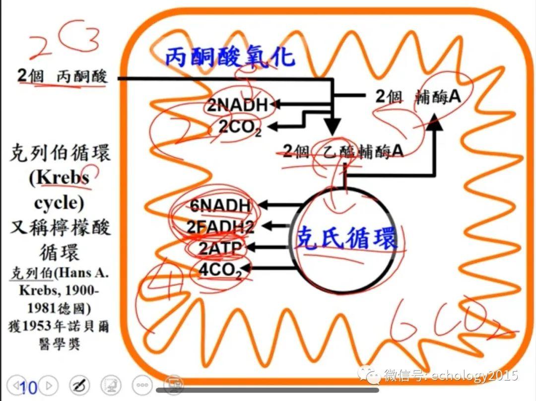 老师讲细胞呼吸