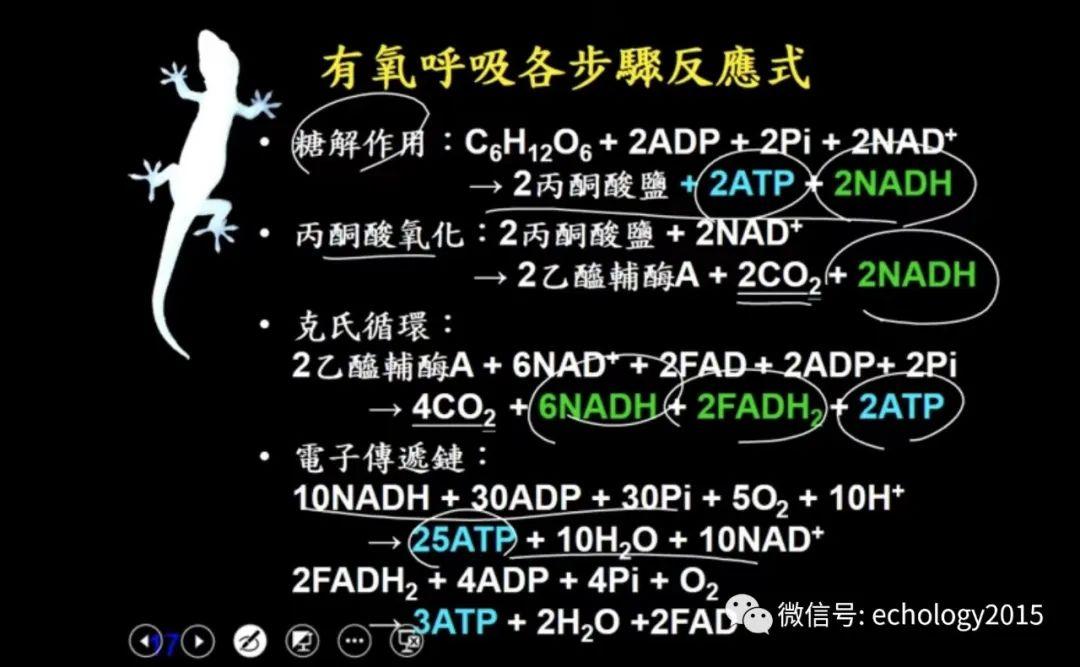 老师讲细胞呼吸