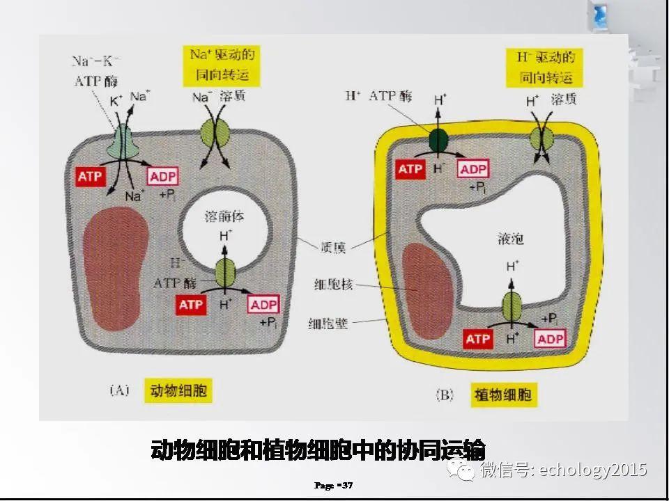 老师讲细胞呼吸