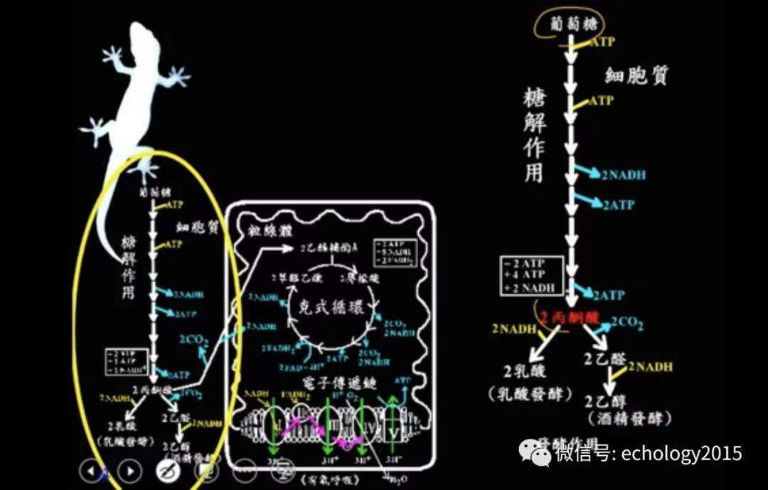 老师讲细胞呼吸