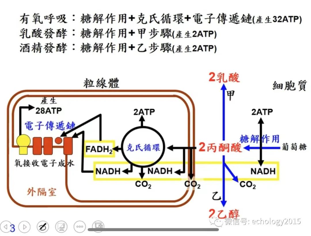老师讲细胞呼吸