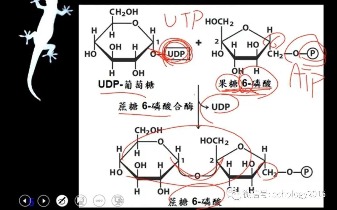 老师讲细胞呼吸