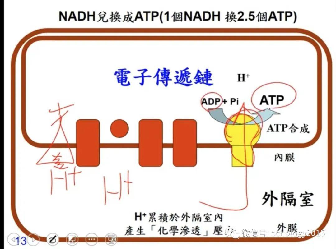 老师讲细胞呼吸