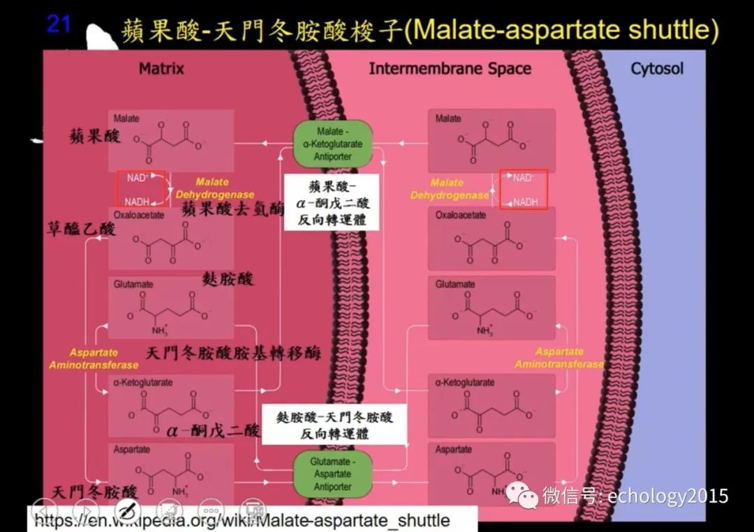 老师讲细胞呼吸