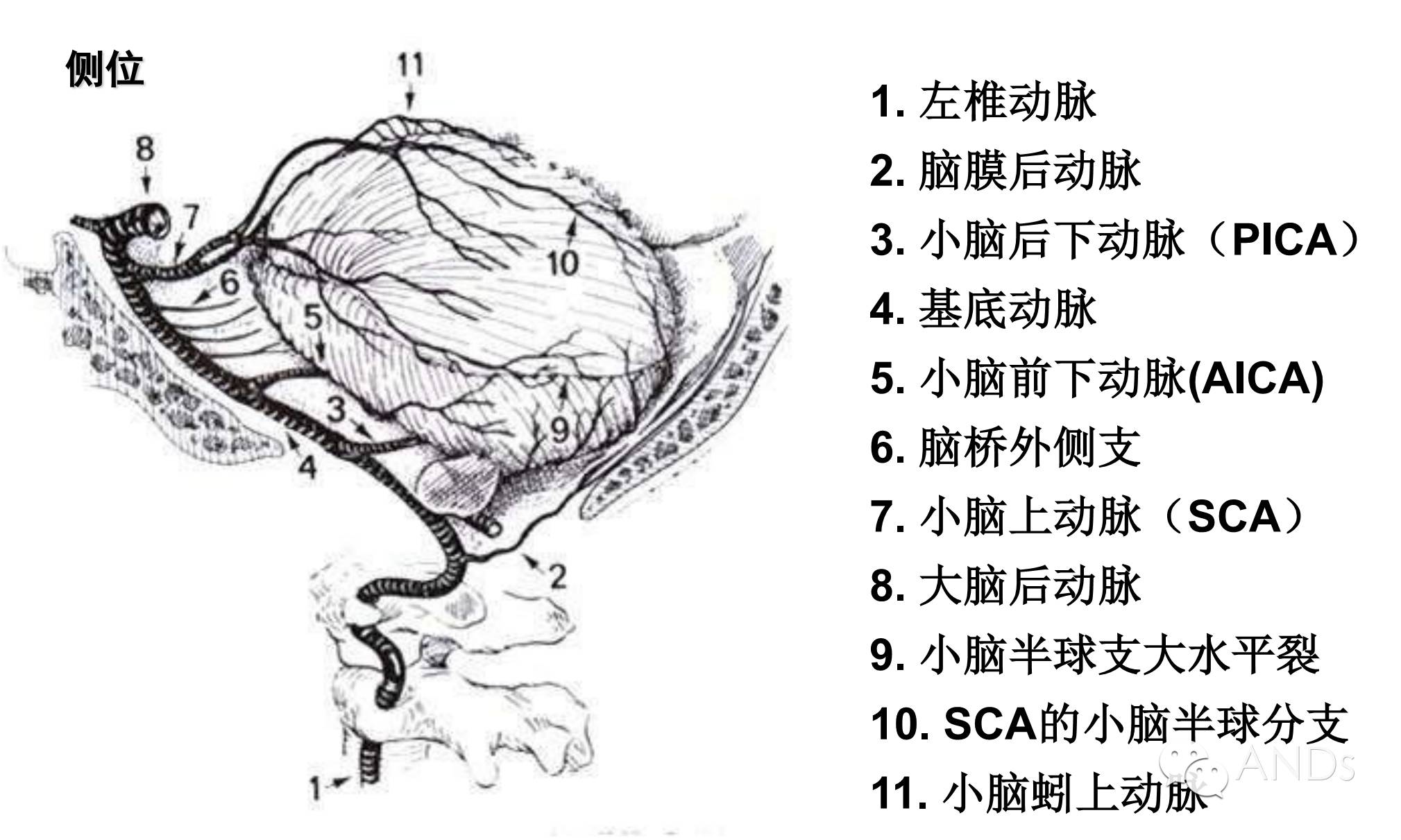 脑动脉分段和分支