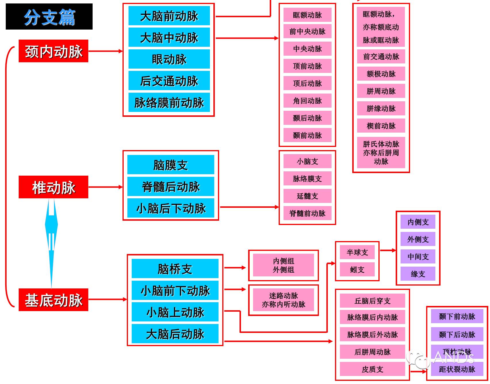 脑动脉分段和分支