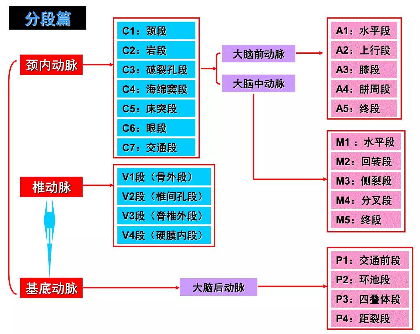 脑动脉分段和分支