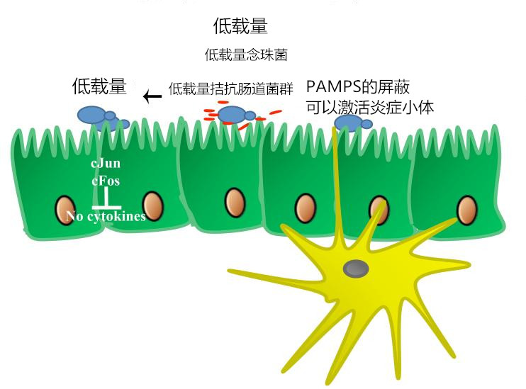 查到真菌，如何判定是定植还是感染？