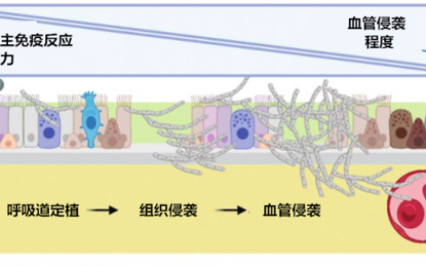 查到真菌，如何判定是定植还是感染？