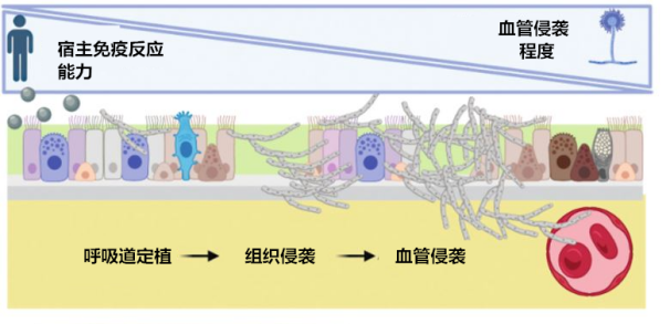 查到真菌，如何判定是定植还是感染？
