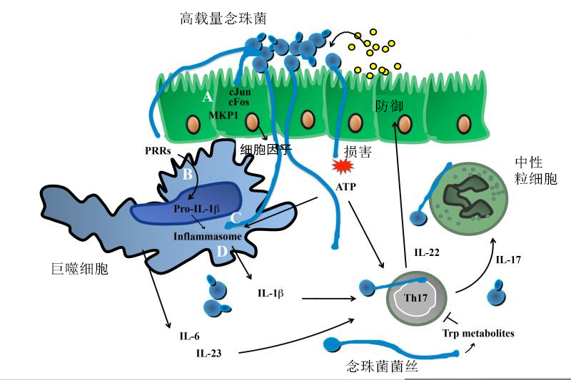 查到真菌，如何判定是定植还是感染？