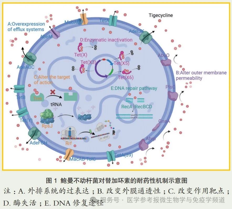 鲍曼不动杆菌对替加环素的耐药机制