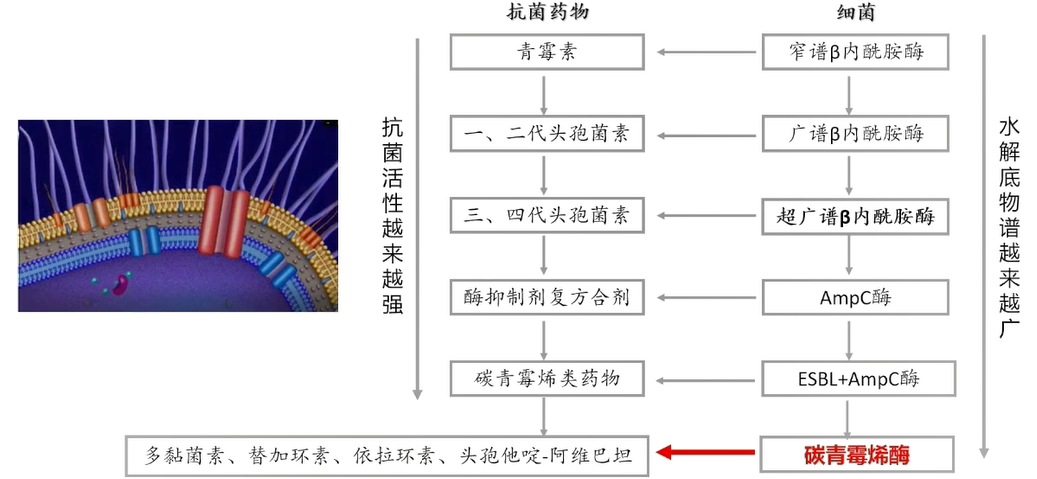 CRE流行病学